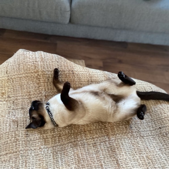 Meet your Posher, Eva - Picture 1 of 13